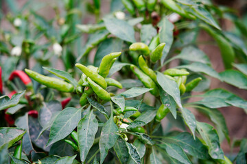 Pepper grows in the field,