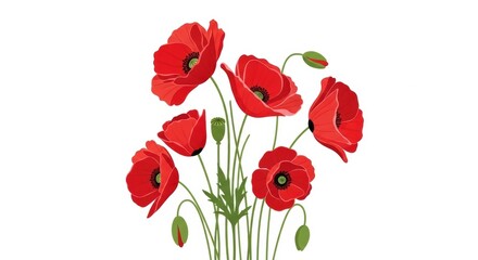Naklejka premium Vibrant Red Poppies and Buds on White Background, Flowers, Floral, Bloom