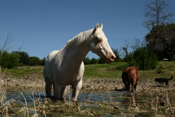 White horse standing in shallow murky pond water closeup in Texas landscape, sorrel gelding in background on farm.