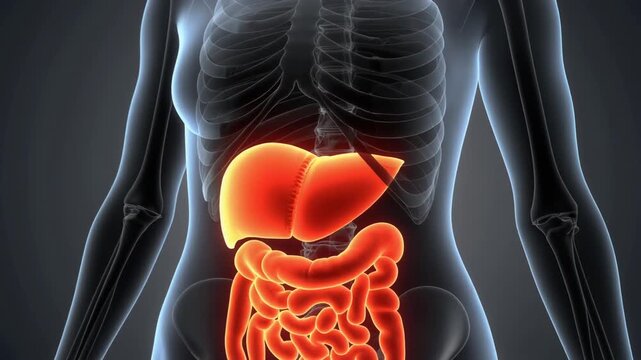 3D render animation of liver anatomy function in female body ,3D Medical Illustration of Female Torso Highlighting the Glowing Liver and Digestive System