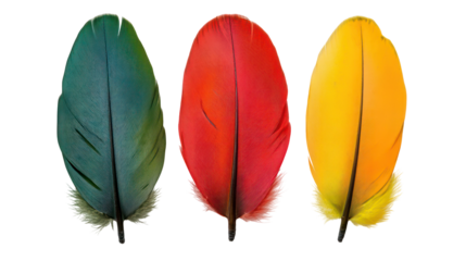 Three colorful bird feathers in green red and yellow isolated on transparent background