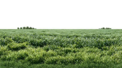 Vast green grass field with distant bushes isolated on transparent background