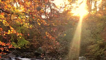 Cinematic Golden Hour Sun Flare in Autumn Forest | Warm Sunlight Shining Through Moving Leaves and Branches - Powered by Adobe