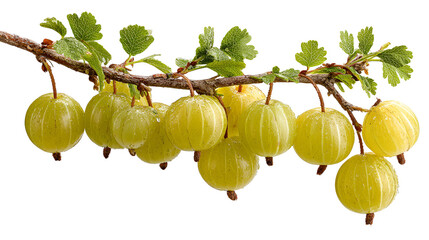 Fresh green gooseberries hanging from a branch with leaves isolated on transparent background