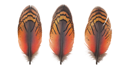 Three detailed owl feathers with intricate patterns isolated on transparent background
