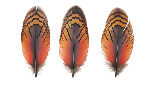 Three detailed owl feathers with intricate patterns isolated on transparent background - Powered by Adobe
