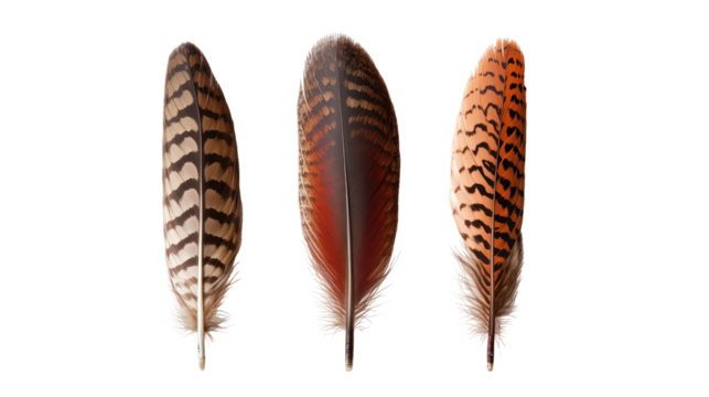 Three patterned bird feathers isolated on transparent background