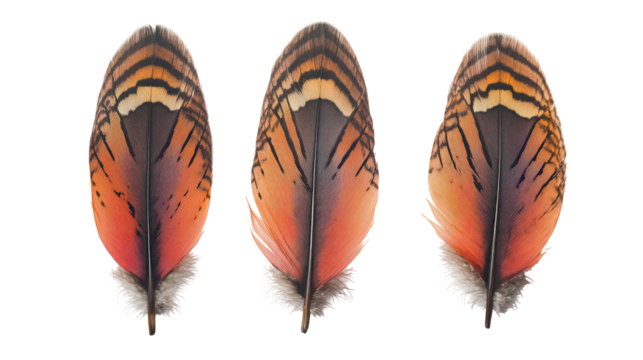 Three detailed bird feathers with orange and black stripes isolated on transparent background