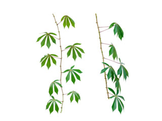 Two fresh cassava plant stems with vibrant green leaves, part of the plant that produces the edible tapioca root, isolated on a pure white background