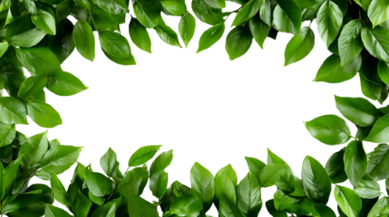Vibrant green leaves forming a natural frame around a dark empty space isolated on transparent background