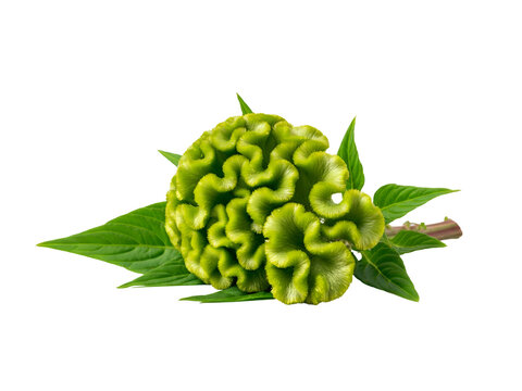 A vibrant green cockscomb celosia flower head with fresh leaves, featuring a unique brain-like velvety texture, isolated on a clear white background