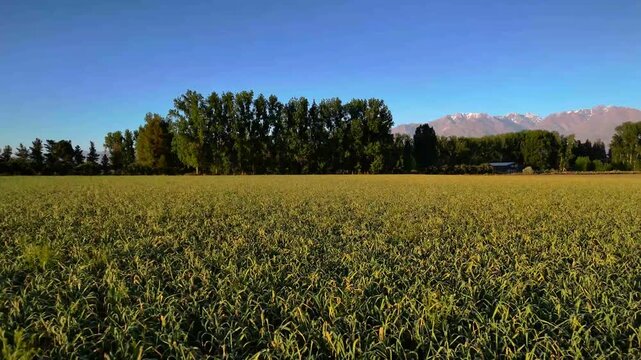 garlic farm in Mendoza, Argentina.