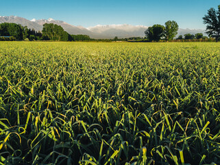 garlic farm in Mendoza, Argentina.
