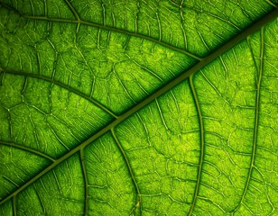 Close-up of a vibrant green leaf, showcasing intricate vein details