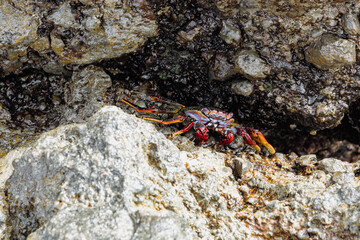 A colorful Sally Lightfoot crab sits in a rock depression and looks at the camera.