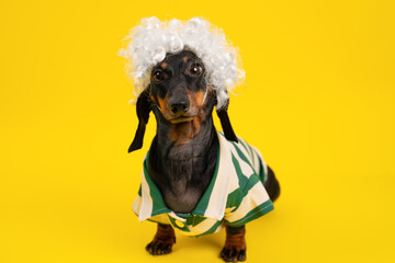 A playful dachshund in a curly white wig and striped shirt on a bright yellow background, cosplay or carnival Halloween party, with the theme of pets and cheerful concepts.