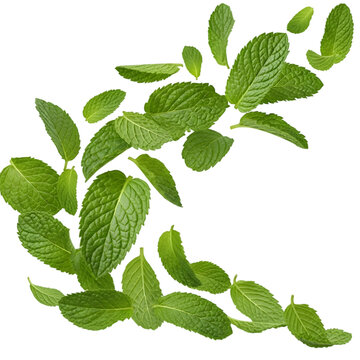 Fresh green mint leaves falling on black background