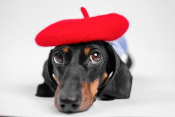 Cute dachshund dog wearing a bright red beret, showcasing a charming and relaxed personality, ideal...