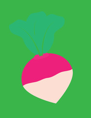 A vector art of a turnip. 
