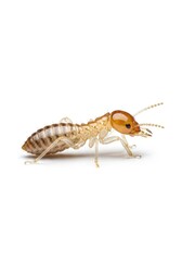 A light-colored insect likely a termite is captured in profile on a white background displaying its segmented body six legs distinct head and antennae
