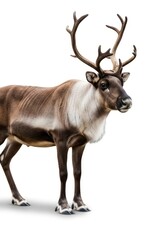 Fototapeta premium A reindeer with prominent antlers stands on a pure white background showcasing its brown and white fur and dark hooves