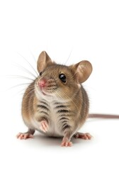 Obraz premium A small brown and white rodent with large ears black eyes and long whiskers stands on a white background one paw raised