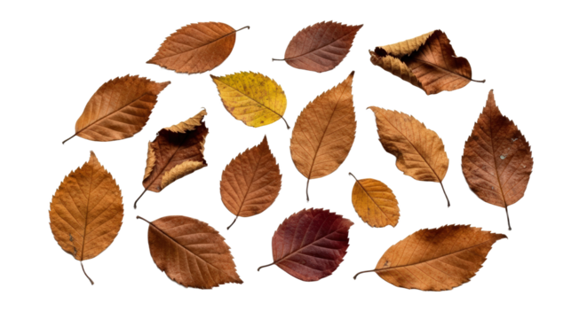 Assorted Dry Autumn Leaves Scattered on White Background Natural Fall Foliage Detail isolated on Transparent Background