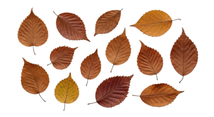 Collection of Autumn Leaves in Various Shades of Brown and Yellow isolated on Transparent Background