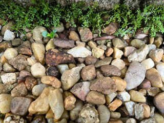Pebble Ground with Green Plants – Outdoor Close-Up Photography, Natural Light, Texture and Pattern Composition
