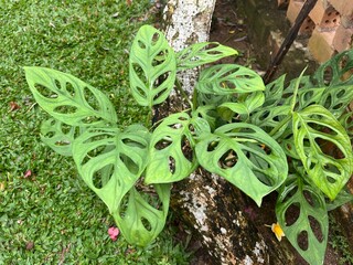 Tropical Monstera Adansonii Plant With Unique Hole Leaves Growing On Tree Trunk
