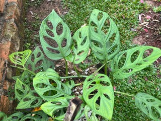 Tropical Monstera Adansonii Plant With Unique Hole Leaves Growing On Tree Trunk