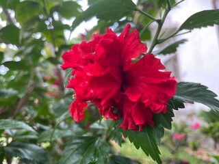 Red Hibiscus Flower in Full Bloom – Outdoor Close-Up Photography, Natural Light, Botanical Macro Composition