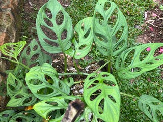 Tropical Monstera Adansonii Plant With Unique Hole Leaves Growing On Tree Trunk
