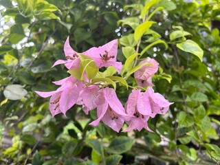 Beautiful Purple Pink Bougainvillea Flowers in a Tropical Garden