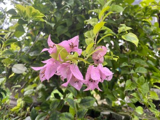 Beautiful Purple Pink Bougainvillea Flowers in a Tropical Garden