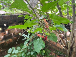 Fresh Mulberry Fruits On Branch With Green Leaves In Garden
