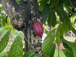 Ripe Cacao Pod on Tree Trunk – Tropical Eye Level Close-Up Angle Photography, Natural Light, Botanical Detail Composition