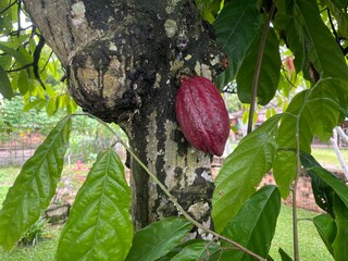 Ripe Cacao Pod on Tree Trunk – Tropical Eye Level Close-Up Angle Photography, Natural Light, Botanical Detail Composition