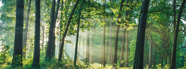 Earth Day eco concept with tropical forest background, natural forestation preservation scene with canopy tree in the wild, concept on sustainability and environmental renewable