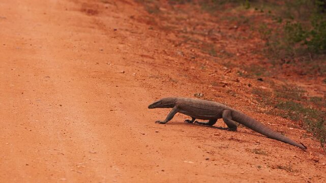 Bengal Monitor Lizard Varanus walking across a dirt road in natural habitat. Wild reptile in motion, tropical wildlife behavior, perfect for nature documentaries. Slow motion 120 fps video.