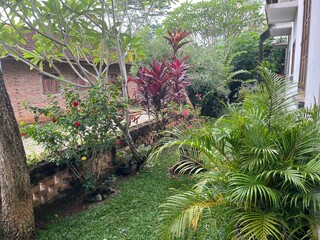 Front View Beautiful Tropical Home Garden With Green Plants And Trees