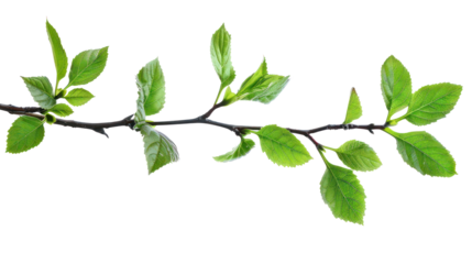 Bright green Spring leaves branch isolate on transparency background