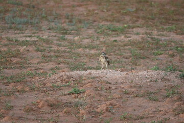 Burrowing Owl on watch