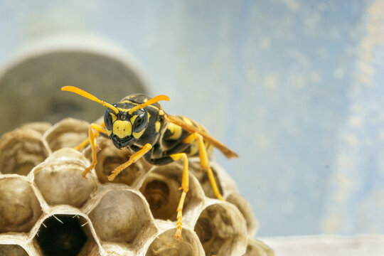 close-up of single paper wasp on small nest in Tasman New Zealand