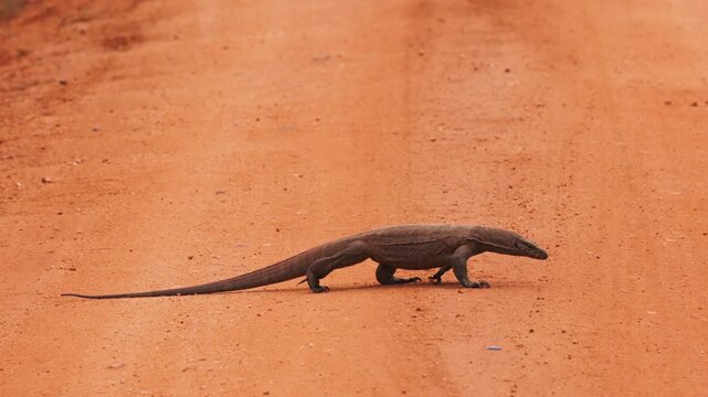 Bengal Monitor Lizard Varanus walking across a dirt road in natural habitat. Wild reptile in motion, tropical wildlife behavior, perfect for nature documentaries. Slow motion 120 fps video.