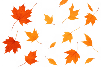 Colorful autumn maple leaves falling and scattering, creating a vibrant pattern on a transparent background, representing seasonal change