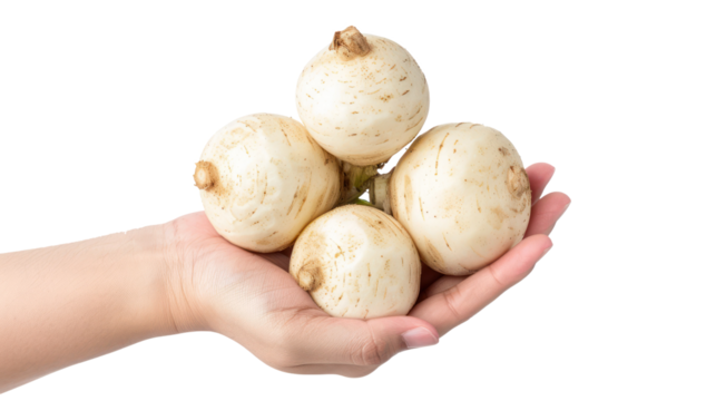 Hand holding Jicama isolate on transparency background