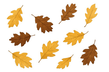 Obraz premium Oak leaves in various shades of brown and yellow, displaying autumn foliage pattern with a transparent background