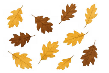 Oak leaves in various shades of brown and yellow, displaying autumn foliage pattern with a transparent background