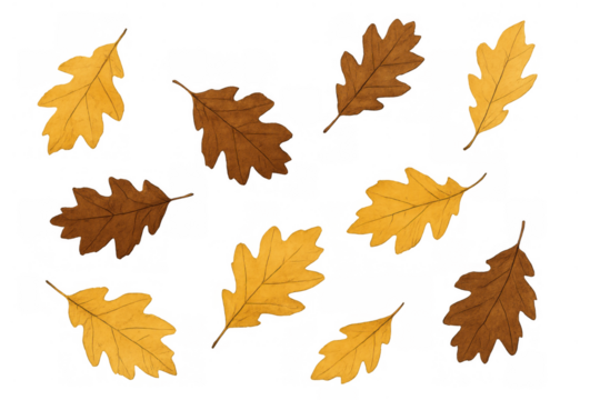 Oak leaves in various shades of brown and yellow, displaying autumn foliage pattern with a transparent background